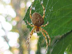 Cross Spider